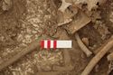 Thumbnail of Photo 13356 Skeleton 605735 Iron fragment