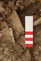 Thumbnail of Photo 13358 Skeleton 605735 teeth
