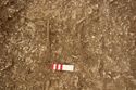 Thumbnail of Photo 13526 Skeleton 605404 legs