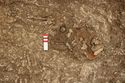 Thumbnail of Photo 13529 Skeleton 605404 skull