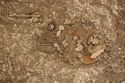Thumbnail of Photo 13534 Skeleton 605404 Copper disc and long brooches, Copper toilet set no scale