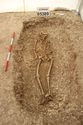 Thumbnail of Photo 13723 Skeleton 605389