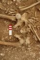 Thumbnail of Photo 13726 Skeleton 605389 pelvis