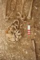 Thumbnail of Photo 13729 Skeleton 605389 skull