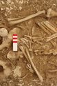 Thumbnail of Photo 13732 Skeleton 605389 left hand