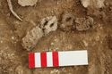 Thumbnail of Photo 14066 Skeleton 605389, working shot