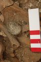 Thumbnail of Photo 14082 Skeleton 605395 Copper saucer brooch, left