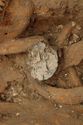 Thumbnail of Photo 14083 Skeleton 605395 Copper saucer brooch no scale, right