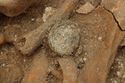 Thumbnail of Photo 14084 Skeleton 605395 Copper saucer brooch no scale, left