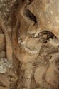 Thumbnail of Photo 14089 Skeleton 605395 skull, detail