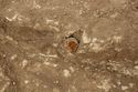 Thumbnail of Photo 14354 Skeleton 605729 Iron fragment no scale