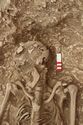 Thumbnail of Photo 14358 Skeleton 605729 skull, left