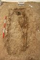 Thumbnail of Photo 15030 Skeleton 607020