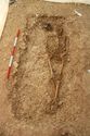 Thumbnail of Photo 15031 Skeleton 607020 no board