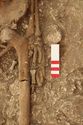 Thumbnail of Photo 15035 Skeleton 607020 left hand