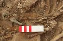 Thumbnail of Photo 15043 Skeleton 607020 bone comb