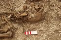 Thumbnail of Photo 15048 Skeleton 607020 skull, left side