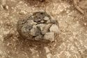 Thumbnail of Photo 15053 Skeleton 607020 cremation vessel no scale