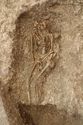 Thumbnail of Photo 15401 Skeleton 606982 truncation no board