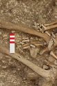 Thumbnail of Photo 15402 Skeleton 606982 left hand