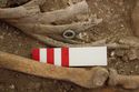 Thumbnail of Photo 15405 Skeleton 606982 Copper ring SF1208