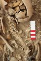 Thumbnail of Photo 15415 Skeleton 606982 vertebrae