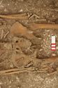 Thumbnail of Photo 15873 Skeleton 605413 pelvis