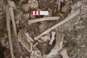 Thumbnail of Photo 16116 Skeleton 605389 left arm