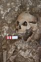 Thumbnail of Photo 16119 Skeleton 605389 skull