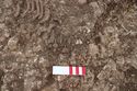 Thumbnail of Photo 16770 Skeleton 607282 skull