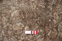 Thumbnail of Photo 16771 Skeleton 607282 skull no board