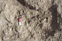 Thumbnail of Photo 16831 Skeleton 607282 abdomen no board