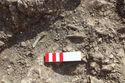Thumbnail of Photo 16832 Skeleton 607282 legs