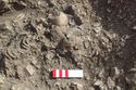 Thumbnail of Photo 16834 Skeleton 607282 skull