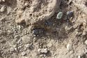 Thumbnail of Photo 16838 Skeleton 607282 glass beads SF1456, SF1467 to SF1471