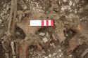 Thumbnail of Photo 17395 Skeleton 605276 pelvis