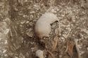 Thumbnail of Photo 17400 Skeleton 605276 skull, detail