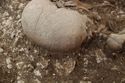 Thumbnail of Photo 17402 Skeleton 605276 skull, detail top