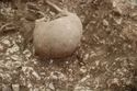 Thumbnail of Photo 17403 Skeleton 605276 skull
