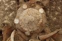 Thumbnail of Photo 18009 Skeleton 607408 shield boss, detail no board