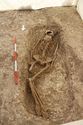 Thumbnail of Photo 18297 Skeleton 607408 no board