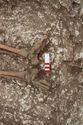 Thumbnail of Photo 18301 Skeleton 607418 feet