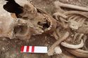 Thumbnail of Photo 18460 Skeleton 607408 object in mouth