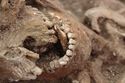 Thumbnail of Photo 18461 Skeleton 607408 object in mouth view 2