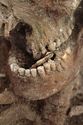 Thumbnail of Photo 18462 Skeleton 607408 object in mouth, detail