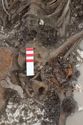 Thumbnail of Photo 18757 Skeleton 607319 area under shield after lift