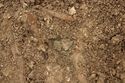 Thumbnail of Photo 18884 SF1057 Copper brooch no board