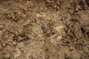 Thumbnail of Photo 18907 Skeleton 607279 bead no board