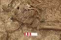 Thumbnail of Photo 18908 Skeleton 607279 skull