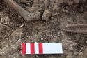 Thumbnail of Photo 19713 Skeleton 607846 left hand